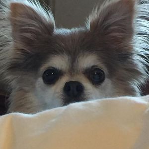 Meet your Posher, Kim j